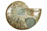 Cut & Polished Ammonite Fossil (Half) - Madagascar #369597-1